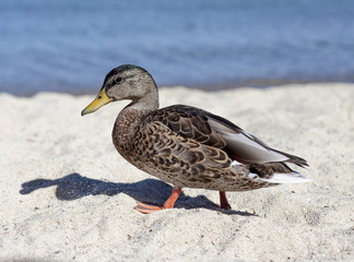 Lake Mallard