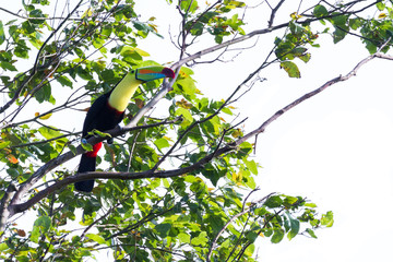 keel-billed toucan Ramphastos sulfuratus