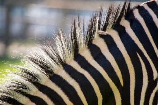 Mane in a zebra in nature