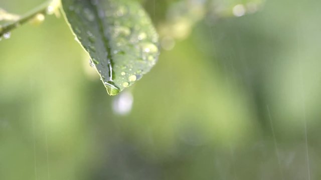 Close up green leaf with drop of rain water with green background, UHD 4k 3840x2160.
