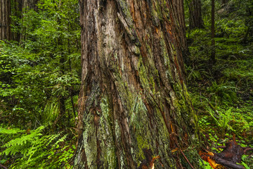 The giant trees of the Redwood Forest