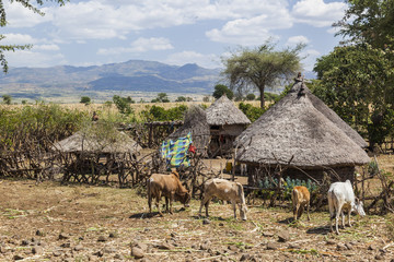 Small roadside farm. Omo valley near Konso. Ethiopia