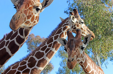 giraffe photo