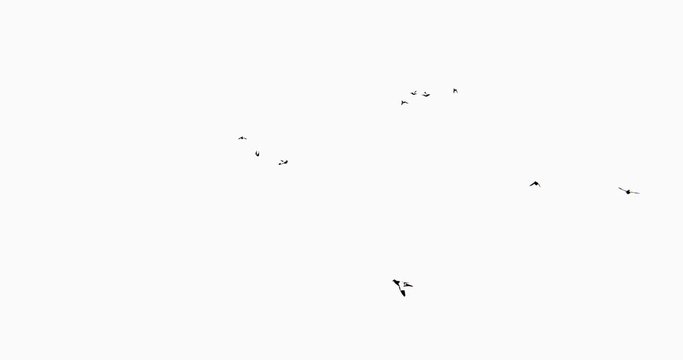 4k Flying birds.