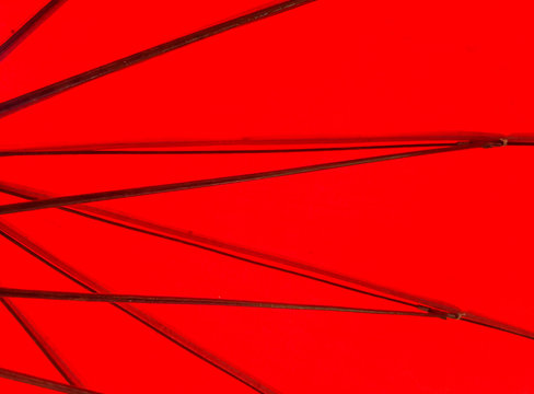 Close up under red Umbrella on sunlight.