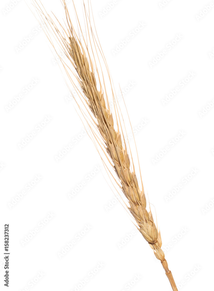 Wall mural yellow wheat ear isolated on white background