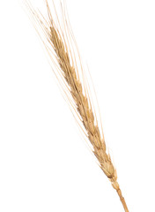 Yellow wheat ear isolated on white background
