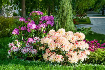 Blooming Rhododendron or Azalea in the Park