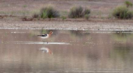 The American Avocet