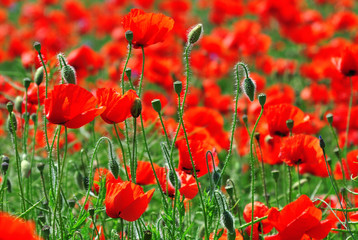 Field with red blooming poppies