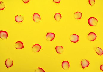 Petals of a yellow red rose on a yellow background,