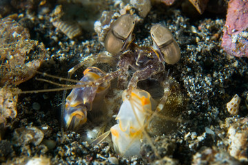 Mantis Shrimp