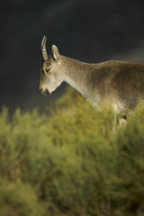 Spanish Ibex (Capra pyrenaica victoriae) at Sierra de Gredos