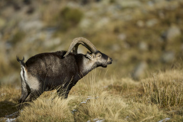 Naklejka na ściany i meble Spanish Ibex (Capra pyrenaica victoriae) at Sierra de Gredos