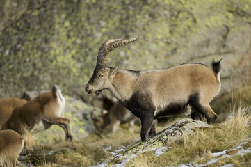 Spanish Ibex (Capra pyrenaica victoriae)