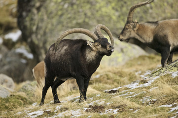 Naklejka na ściany i meble Spanish Ibex (Capra pyrenaica victoriae)