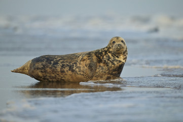 Naklejka premium Grey Seal male in the shore break (Halichoerus grypus) at Donna Nook UK