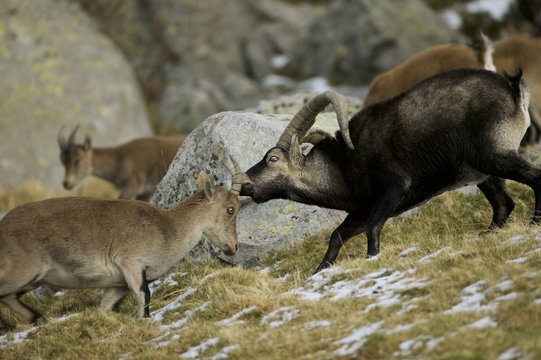 Spanish Ibex (Capra pyrenaica victoriae)