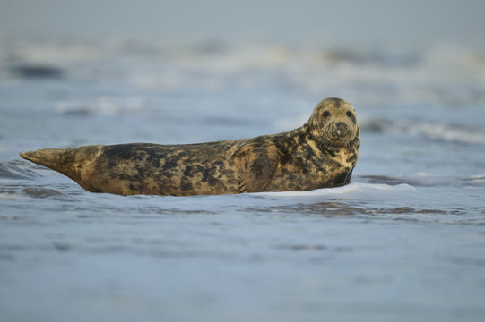 Grey Seal male in the shore break (Halichoerus grypus) at Donna Nook UK