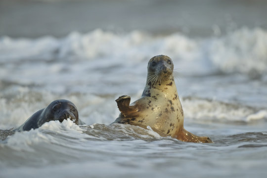 Grey Seal mate in the shore break (Halichoerus grypus) at Donna Nook UK