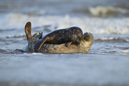Grey Seal mate in the shore break (Halichoerus grypus) at Donna Nook UK
