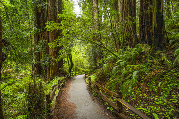 Obraz premium Beautiful nature - the Redwood Forest - red cedar trees