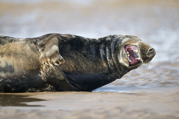 GREY SEALS (Halichoerus grypus), DONNA NOOK, UK