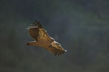 Gyps fulvus, Griffon vulture in flight, Hoces del Duraton, Spain