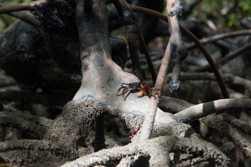 Guaiamum at the roots of the mangrove