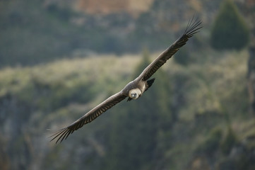 Fototapeta na wymiar Gyps fulvus, Griffon vulture in flight, Hoces del Duraton, Spain