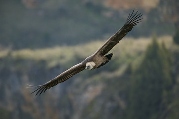 Gyps fulvus, Griffon vulture in flight, Hoces del Duraton, Spain