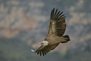 Obraz na płótnie Canvas Gyps fulvus, Griffon vulture in flight, Hoces del Duraton, Spain