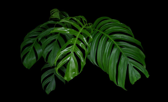 Monstera plant leaves, green tropical forest, evergreen vine on black background