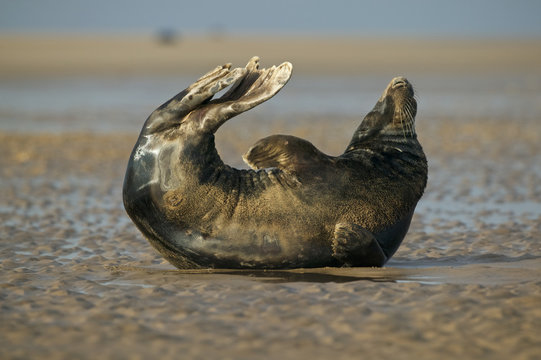 GREY SEALS (Halichoerus grypus), DONNA NOOK, UK