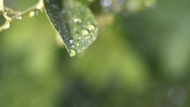 Close up green leaf with drop of rain water with green background, Slow motion.
