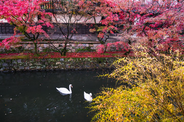 岡山県 倉敷市 美観地区 紅葉と白鳥