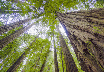 Fototapeta premium The tallest trees - Redwood forest in California