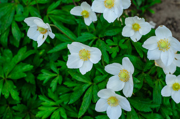 White anemone blossoming on spring