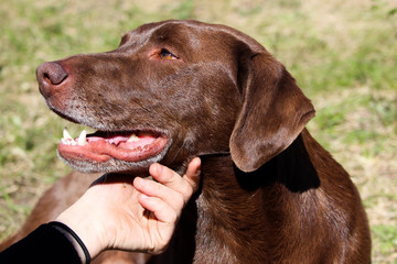 A dog getting a scratch on his chin