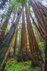 Fototapeta na wymiar The beauty of the Redwood forest - the tallest trees in the world