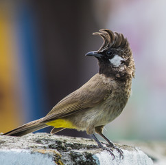 Himalayan Bulbul