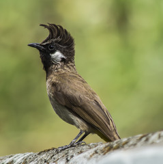 Fototapeta premium Himalayan Bulbul