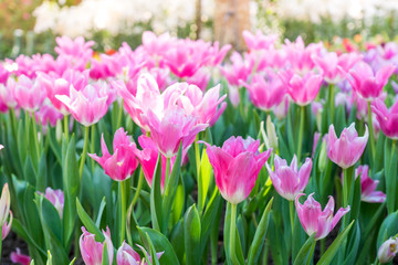 Beautiful bouquet of tulips. colorful tulips. tulips in spring, colourful tulip