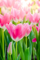 Beautiful bouquet of tulips. colorful tulips. tulips in spring, colourful tulip