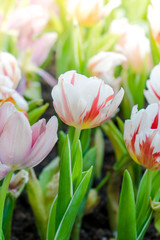 Beautiful bouquet of tulips. colorful tulips. tulips in spring, colourful tulip