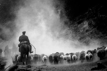 A Chinese herdsman and his sheep on the transit road in Xinjiang, the meadow located in the mountain with different altitude and temperature, so the herdsmen for generations is formed move once a year