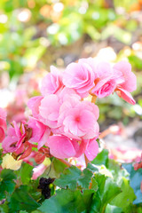 Numerous bright flowers of tuberous begonias (Begonia tuberhybrida) in garden