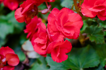 Obraz premium Numerous bright flowers of tuberous begonias (Begonia tuberhybrida) in garden