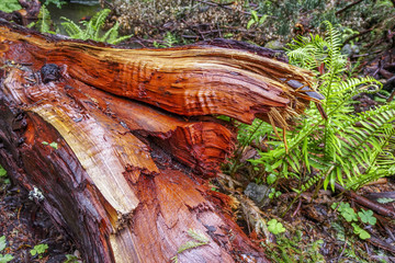 The beautiful red wood of the Western Red Cedar Tree