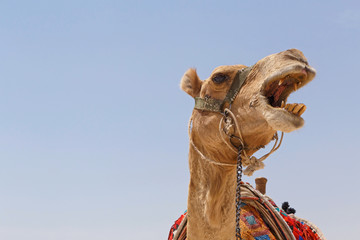 head of camel against blue sky